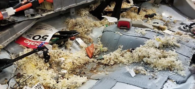 Rodent damage and mouse nesting material under a Prius rear seat