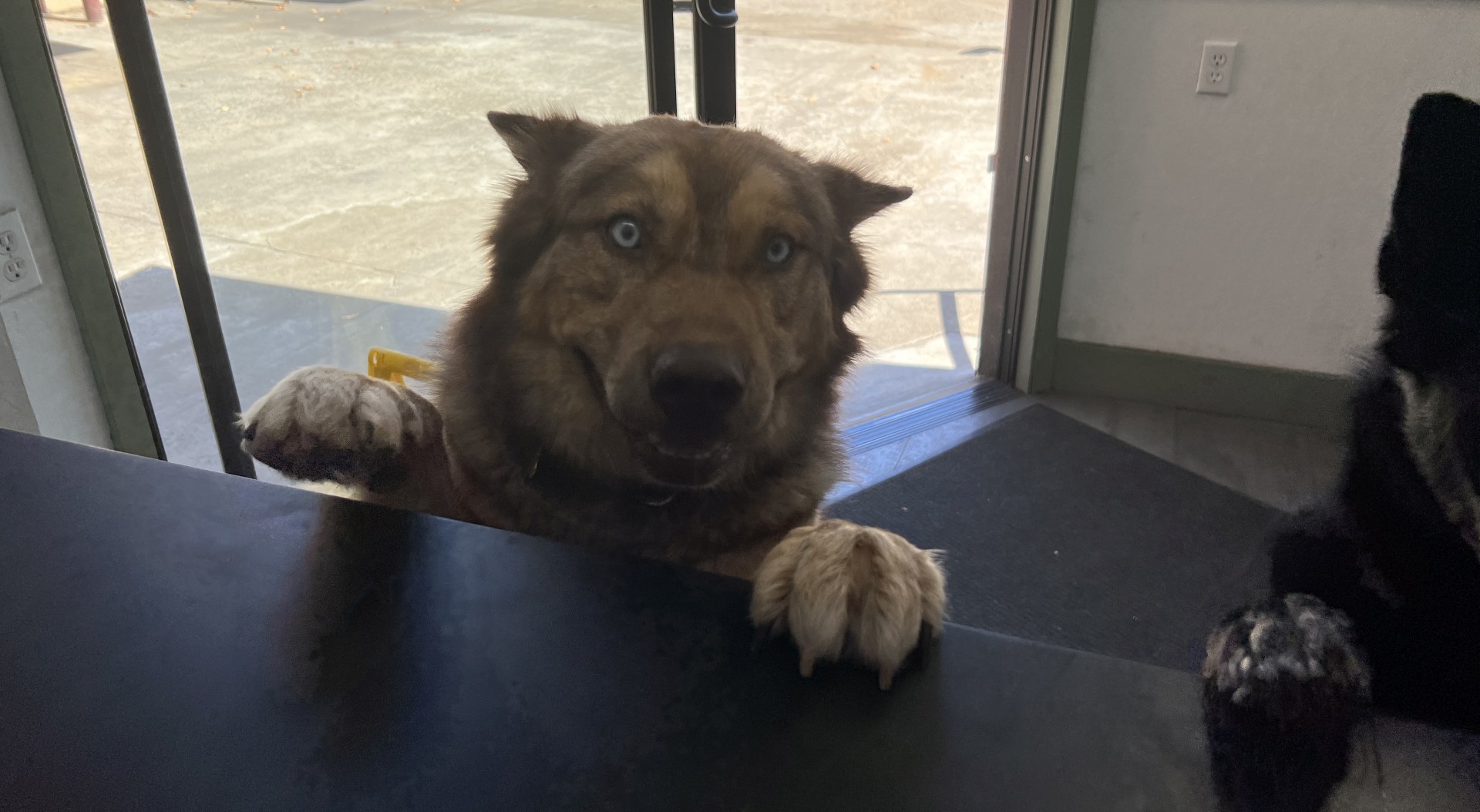 I dog standing at a counter